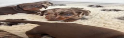 Miniature Dachshund dogs for sale: Stunning 5 star litter  - Advert 6