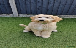 Goldendoodle dogs for sale: Multigenerational Puppies Licensed and Tested - Image 4