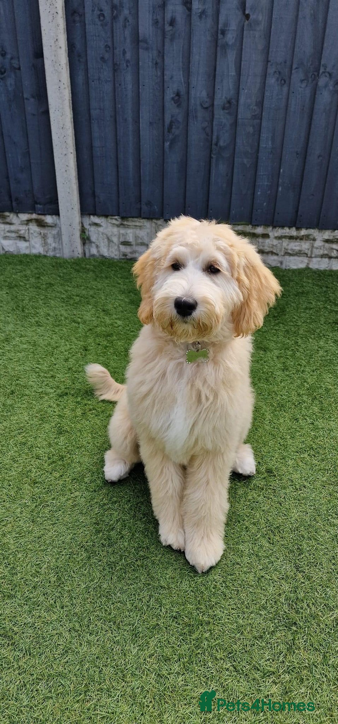 Goldendoodle dogs for sale: Multigenerational Puppies Licensed and Tested - Image 4
