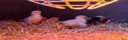 Chickens poultry for sale: Chicks for sale in Clackmannan - Advert 3