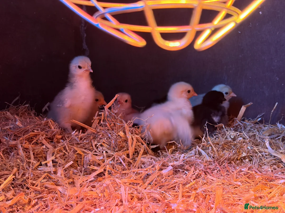 Chickens poultry for sale: Chicks for sale in Clackmannan - Advert 3