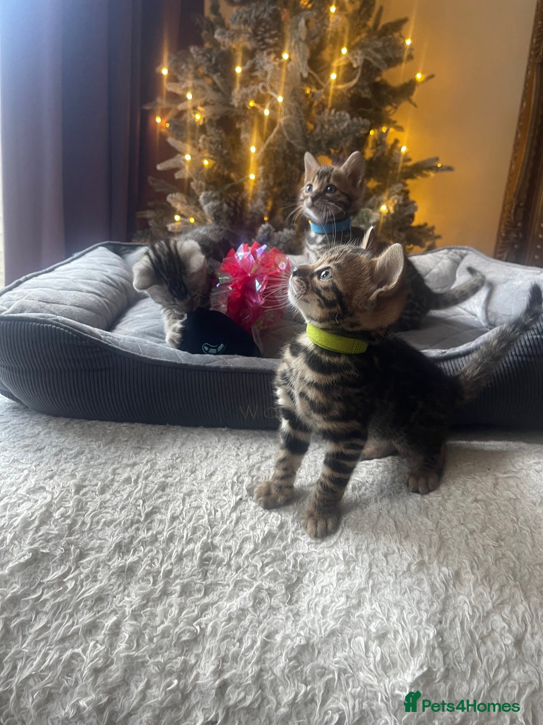 Bengal cats for sale: EXCELLENT BENGAL KITTENS READY BEFORE  ** !!! - Advert 1