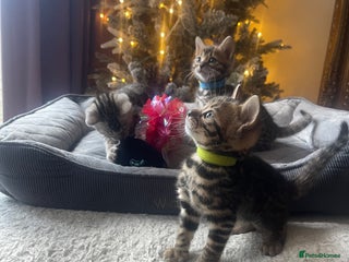 Bengal cats EXCELLENT BENGAL KITTENS READY BEFORE CHRISTMAS!!! - Advert 1