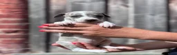 Whippet dogs for sale: Beautiful chunky KC blue fawn brindle whippet pups in Market Harborough - Advert 20