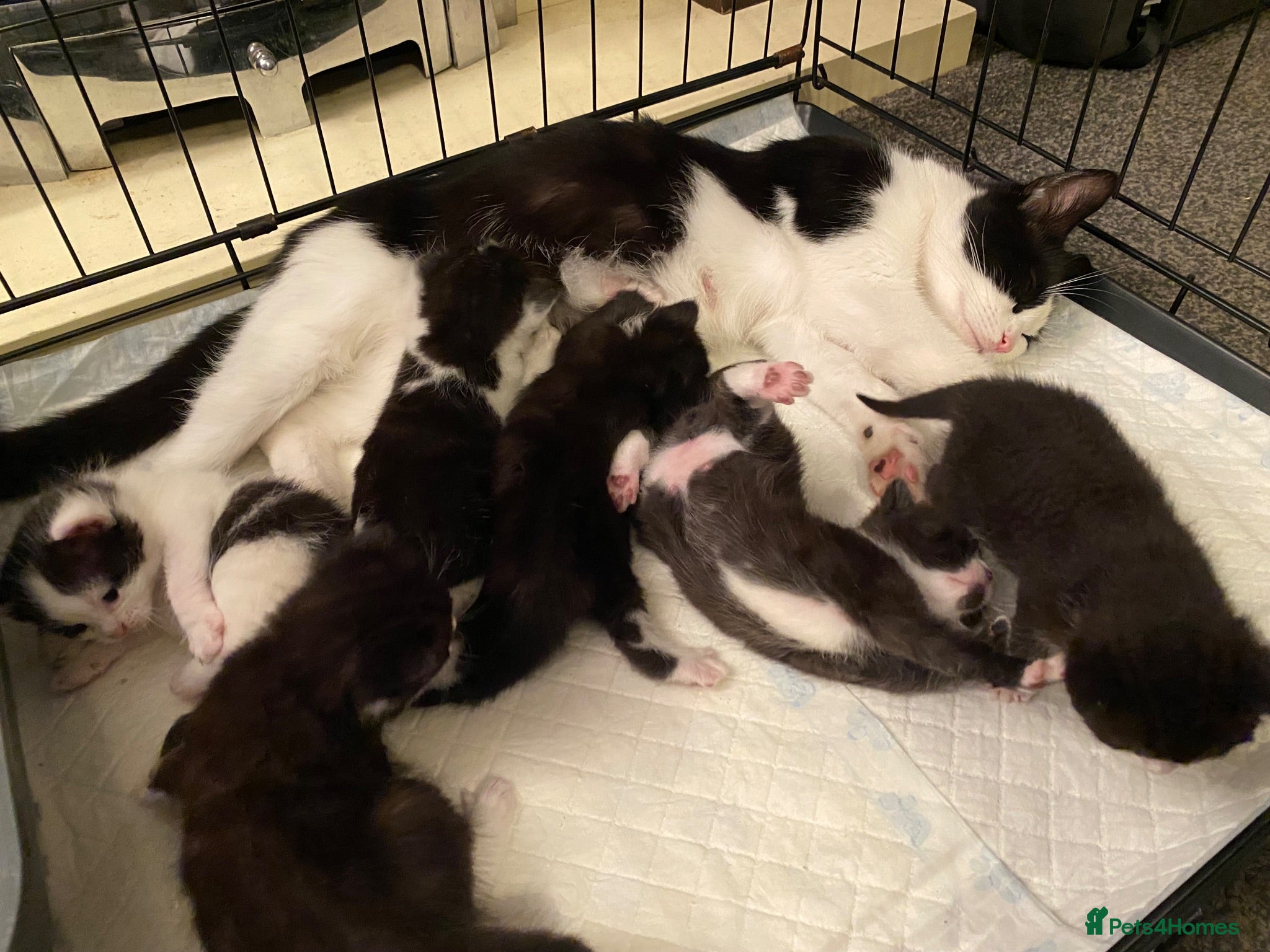 Mixed Breed cats 6 gorgeous babies - Advert 5