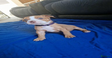 Mixed Breed dogs - Advert 15