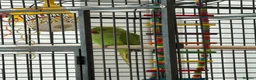 Parakeets birds for sale: Beautiful Indian Ringneck Parakeet in Leigh - Advert 5