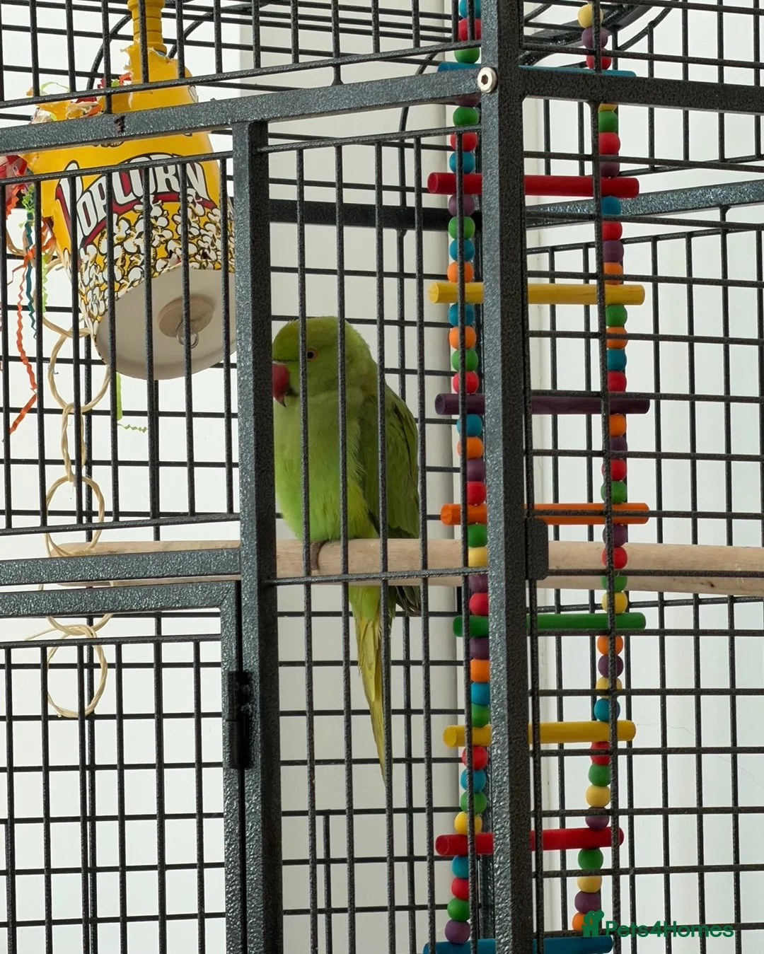 Parakeets birds for sale: Beautiful Indian Ringneck Parakeet in Leigh - Advert 5