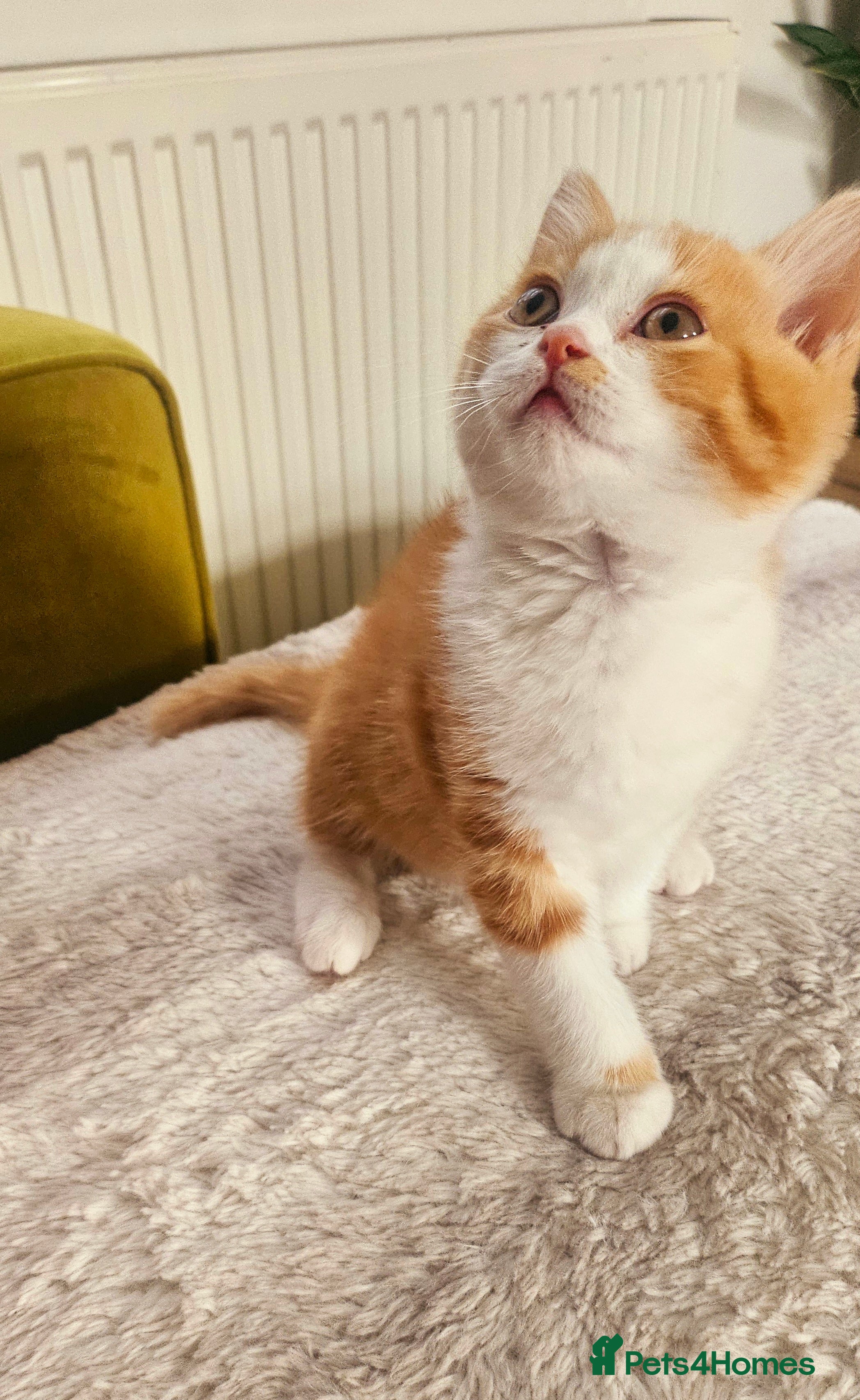 Selkirk Rex cats  Beautiful Home-Raised Selkirk Rex&BSH Kittens 😻 - Advert 2