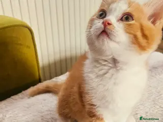 Selkirk Rex cats Beautiful Home-Raised Selkirk Rex&BSH Kittens 😻 - Advert 2