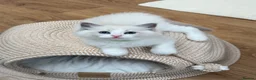 Ragdoll cats for sale: Surreys Finest & Fluffiest TICA Ragdoll Kitten  - Advert 27