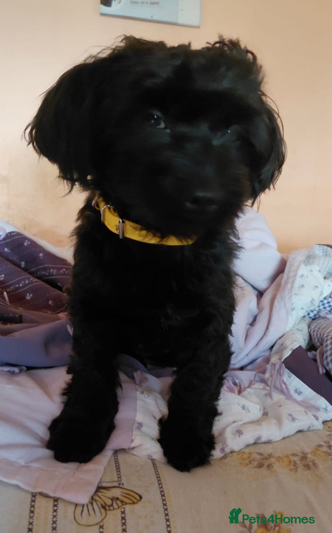 Mixed Breed dogs for adoption: 💛 BRINDY - A Sweet Little Black Velvet Girl 💛🐾 - Advert 1