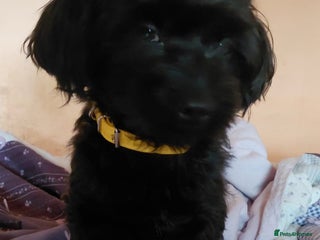 Mixed Breed dogs 💛 BRINDY - A Sweet Little Black Velvet Girl 💛🐾 - Advert 2