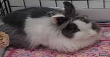 Lionhead rabbits Young Spayed Female Double Lionhead Rabbit - Advert 6