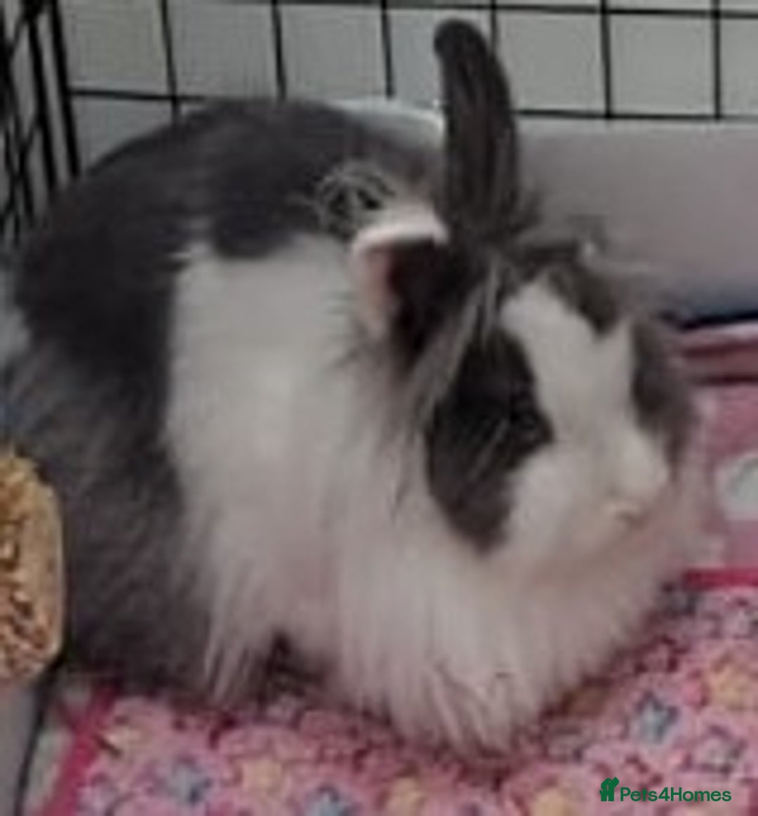 Lionhead rabbits for sale: Young Spayed Female Double Lionhead Rabbit - Advert 2
