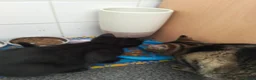 Domestic Shorthair cats for sale: 'Oreo' black -male  in Maryport - Advert 4