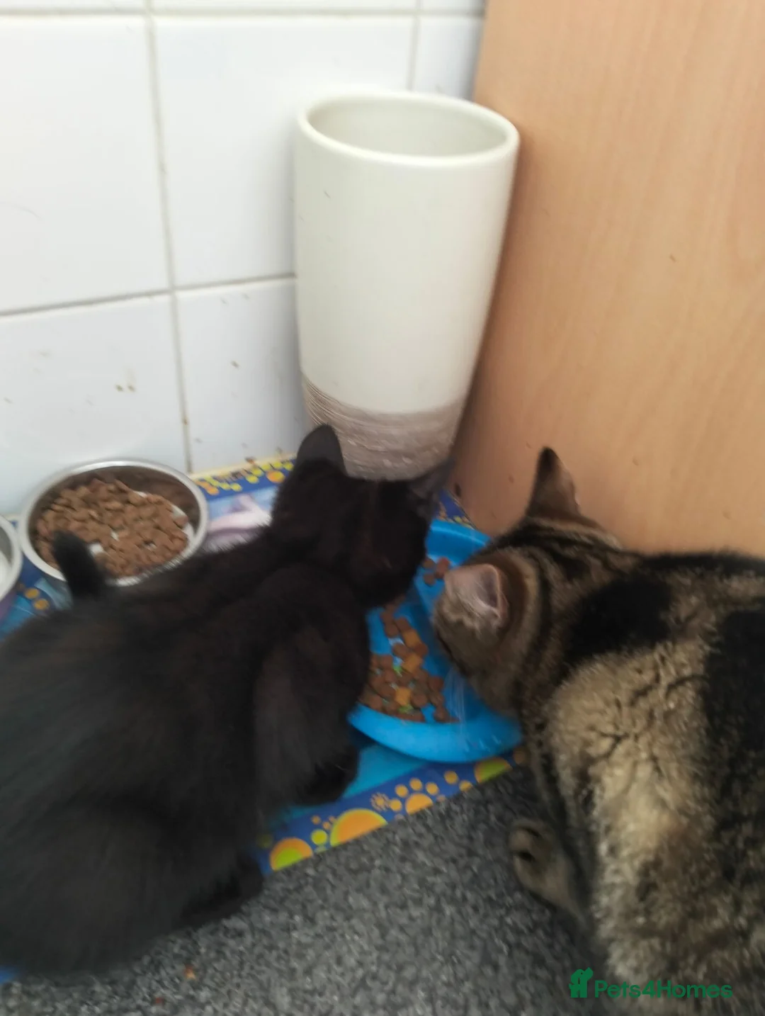 Domestic Shorthair cats for sale: 'Oreo' black -male  in Maryport - Advert 4