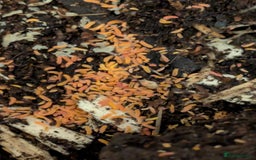 Mixed Breed invertebrates for sale: Tropical orange springtails  in Accrington - Image 2