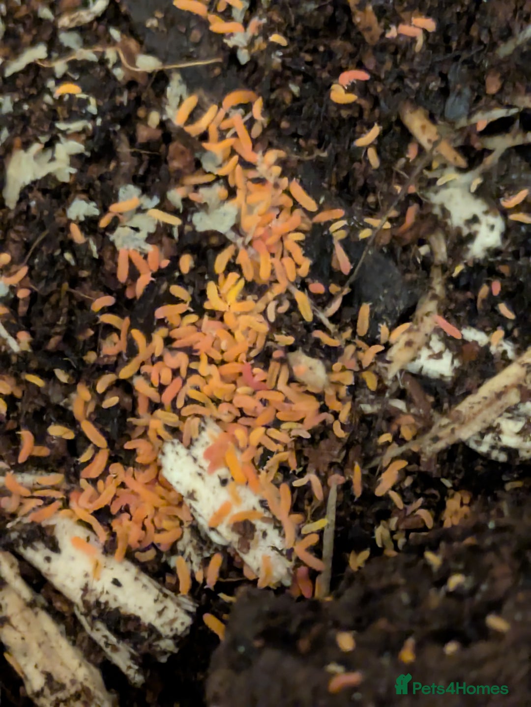 Mixed Breed invertebrates for sale: Tropical orange springtails  in Accrington - Image 2