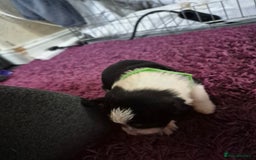 Mixed Breed dogs for sale: Collie x Kelpie Puppies ready to go 28th December  - Advert 5