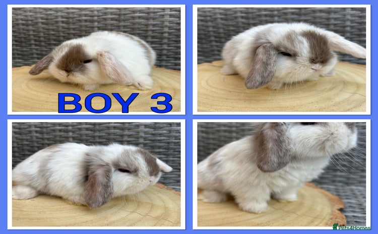 Mini Lop rabbits - Advert 14