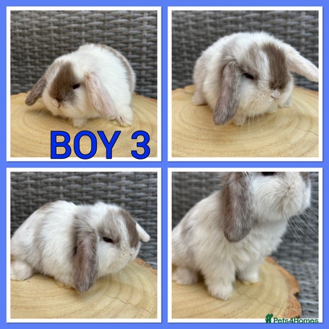 Mini Lop rabbits - Advert 2