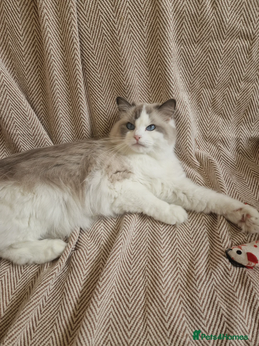 Ragdoll cats for sale: ✨️Stunning Pedigree Ragdoll Kitten ✨️ - Advert 13