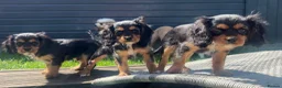Cavalier King Charles Spaniel dogs for sale: beautiful cavalier King Charles puppies  - Advert 4