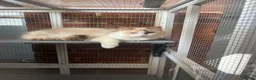 Ragdoll cats for sale: Dilute tortie ragdoll  - Advert 2