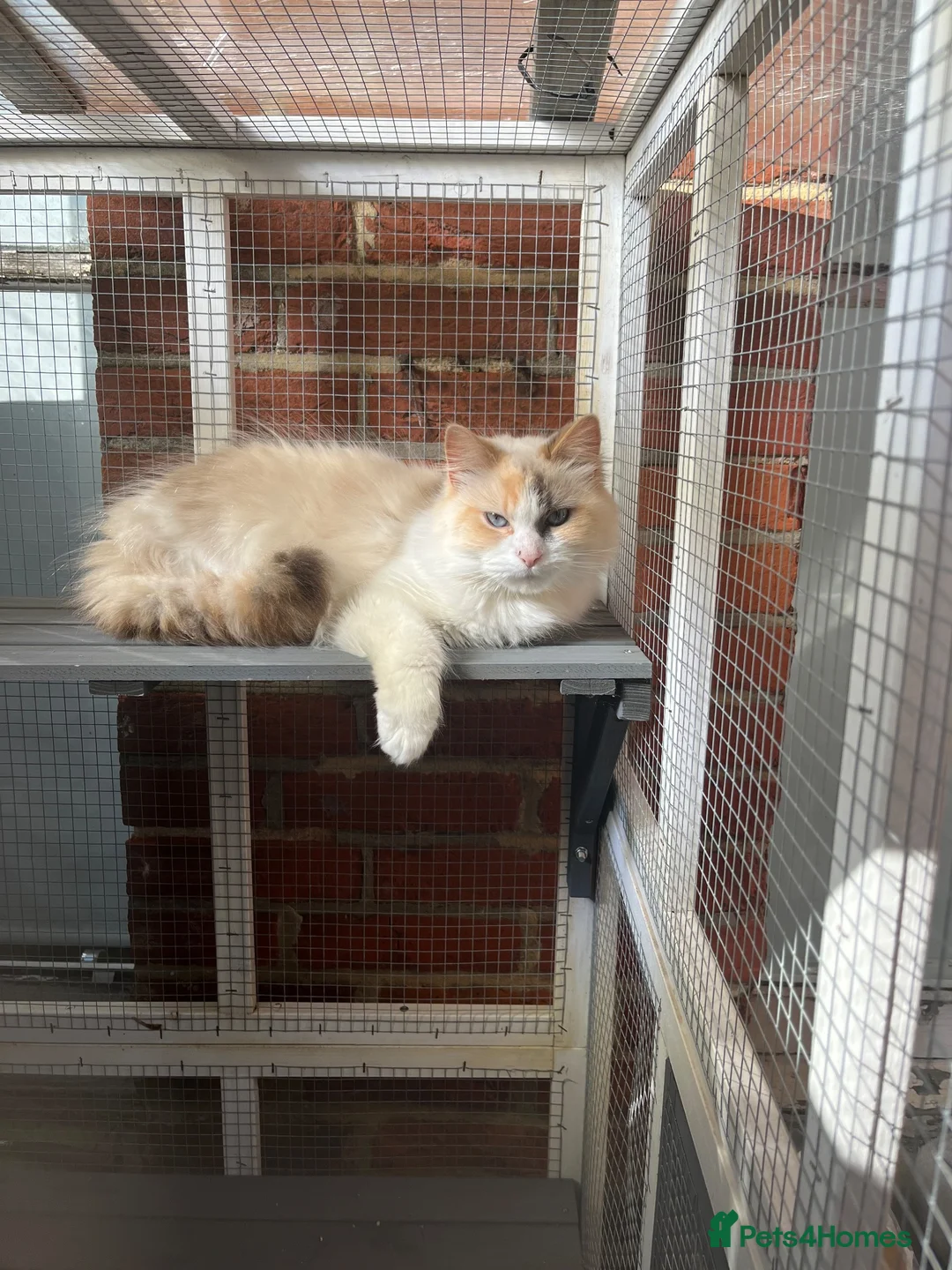 Ragdoll cats for sale: Dilute tortie ragdoll  - Advert 2