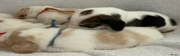 Beagle dogs for sale: Health Tested & Kennel Club Registered Beagle Pups - Advert 17