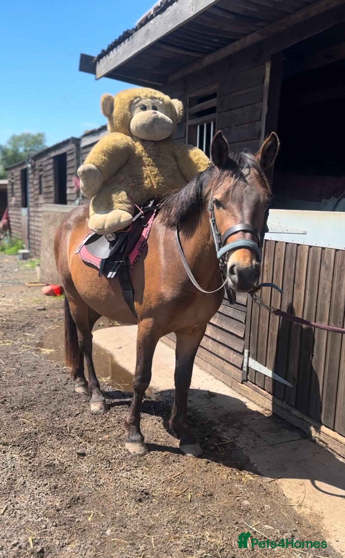 New Forest horses for sale: New forest gelding 4 years old in Norwich - Advert 5