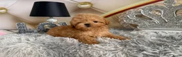 Maltipoo dogs for sale: Maltipoo Boy – Free to a Special Loving Home - Advert 23