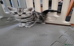 British Shorthair cats for sale: BSH Silver Tabby  - Image 17