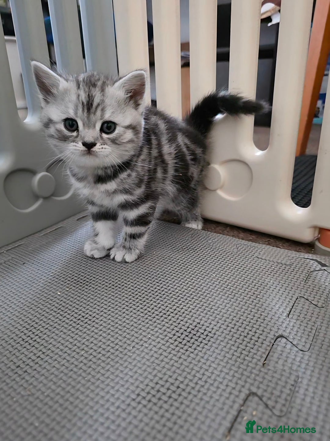 British Shorthair cats for sale: BSH Silver Tabby  - Image 17