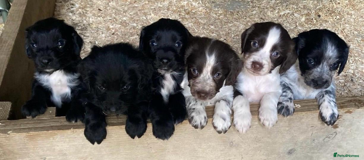 Cocker Spaniel dogs Working cocker spaniel puppy’s  - Advert 1