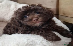 Toy Poodle dogs for sale: Mikipoos  - Image 1