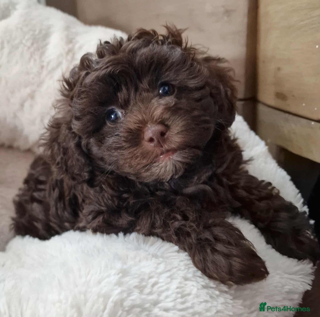 Toy Poodle dogs for sale: Mikipoos  - Image 1