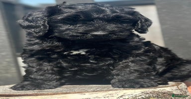 Bernedoodle dogs - Advert 12