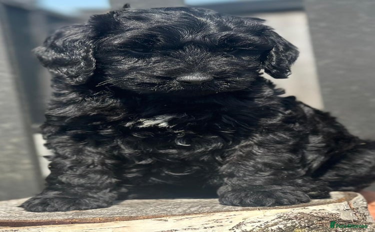 Bernedoodle dogs - Advert 1