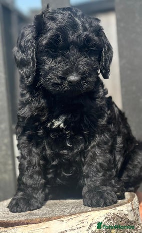 Bernedoodle dogs - Advert 1