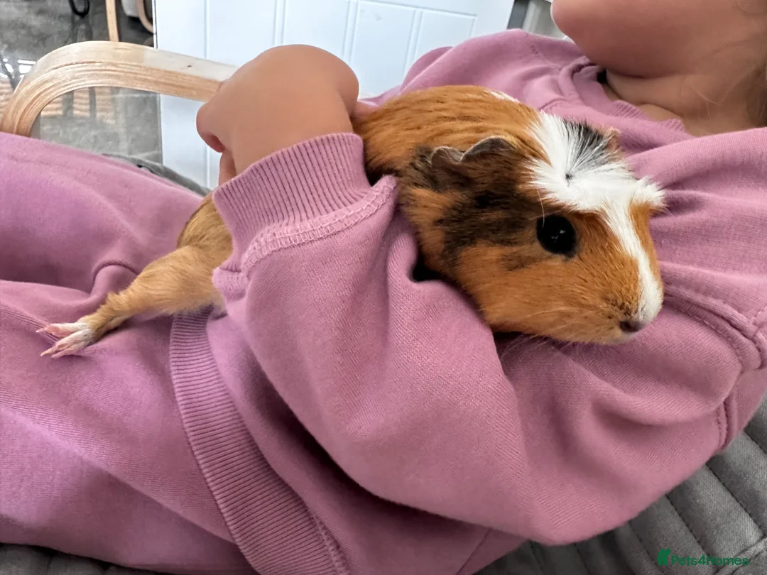 Guinea Pig rodents for sale: Two females - with full cage - Advert 2