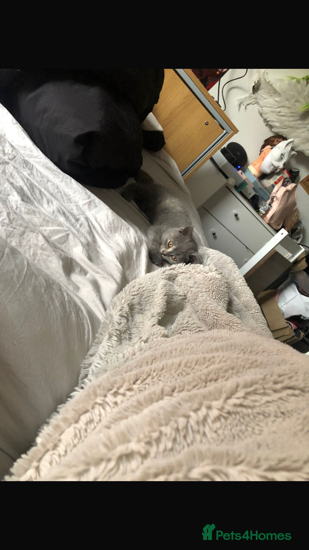 British Shorthair cats for sale: Shorthair female cat and cat stuff - Advert 2