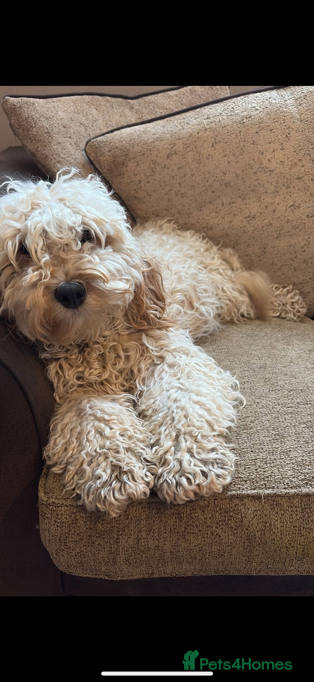 Mixed Breed dogs for sale: 8 beautiful cockapoo cross cavapoo pups - Image 4