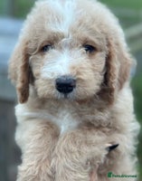 Mixed Breed dogs F1B SAINTBERNADODLE BRAMLEY BOY NOVA B/W GIRL - Advert 10