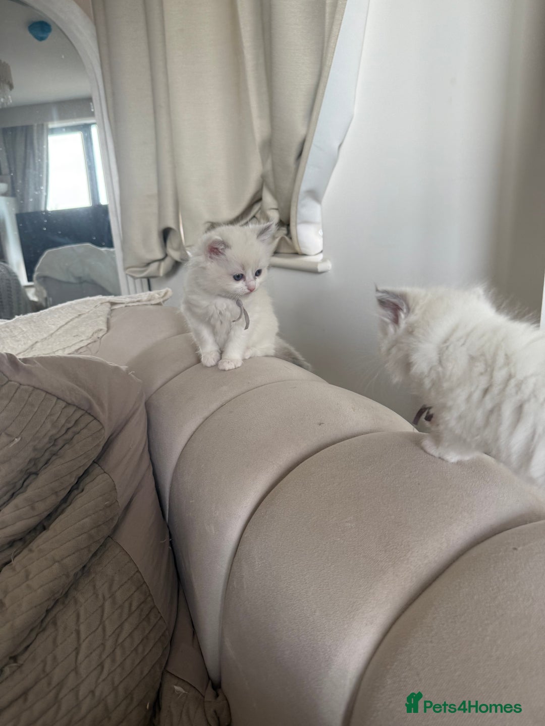 Ragdoll cats for sale: Beautiful Ragdoll Kittens – Stunning & Ready Soon - Image 13