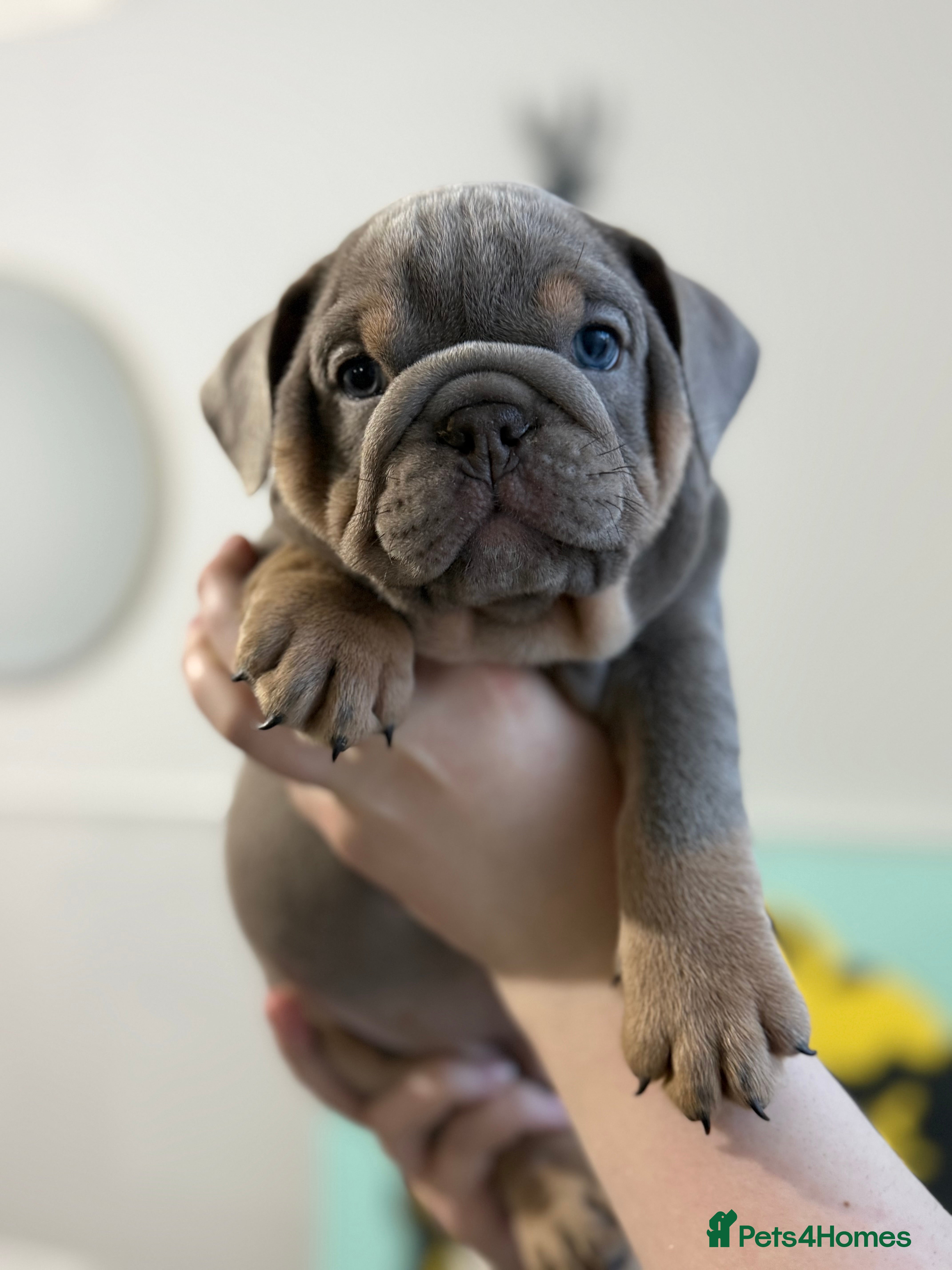 English Bulldog dogs Stunning English Bulldog Puppies - Advert 3