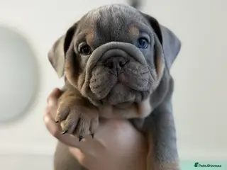 English Bulldog dogs Stunning English Bulldog Puppies - Advert 3