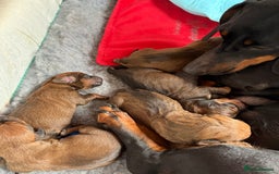 Dachshund dogs for sale: Beautiful smooth haired Dachshund puppies  - Image 5