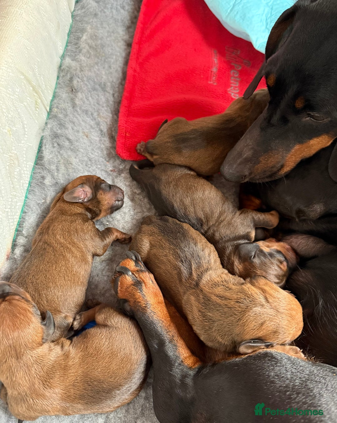 Dachshund dogs for sale: Beautiful smooth haired Dachshund puppies  - Image 5